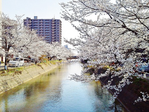 福島江の桜１