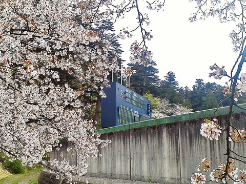 悠久山球場 桜 2