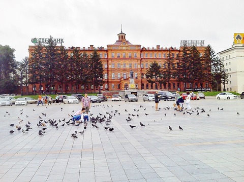 ロシア鳩