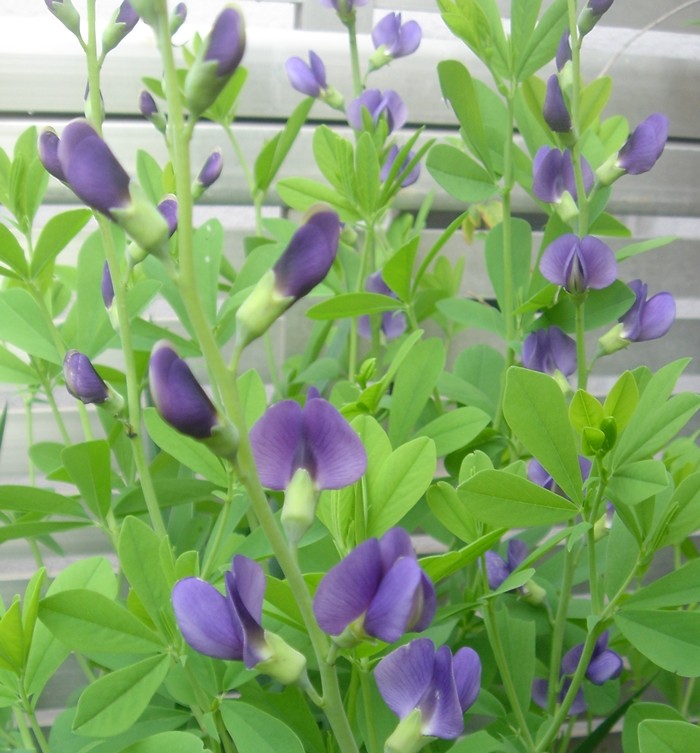 紫花千代萩 新 毎日が土曜日