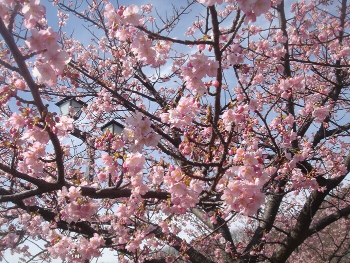 如意輪寺公園の河津桜 新 毎日が土曜日 如意輪寺公園の河津桜 新 毎日が土曜日