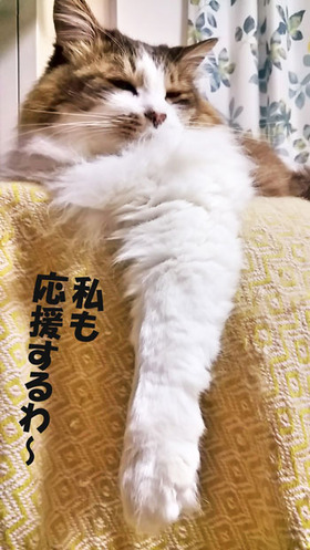 応援するわ~