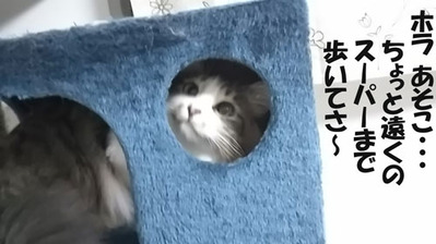 スーパーまで歩いて~