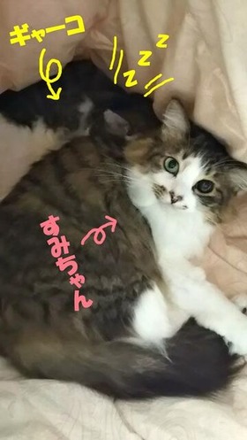 すみれ&ギャーコ