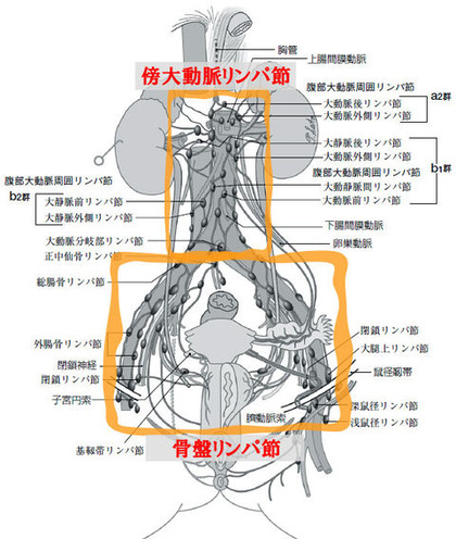 リンパ節