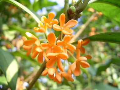 金木犀 の花が匂って 葛飾区 新小岩下町物語 金木犀 の花が匂って 葛飾区 新小岩下町物語