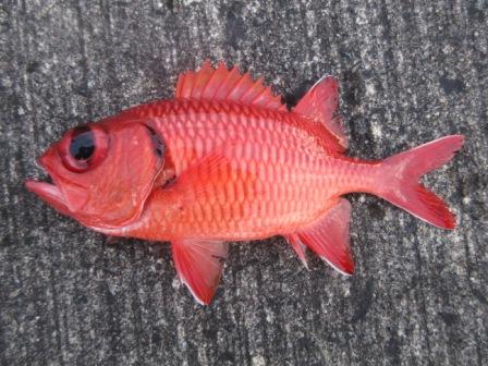 年6月奄美大島 ドンコタナバタウオの釣り
