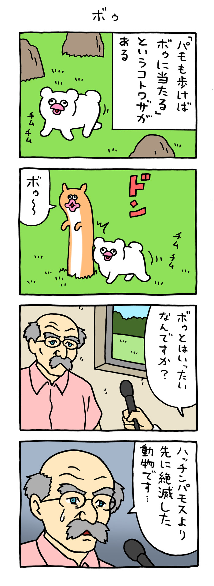 絶滅寸前の動物ハッチンパモス「ボゥ」