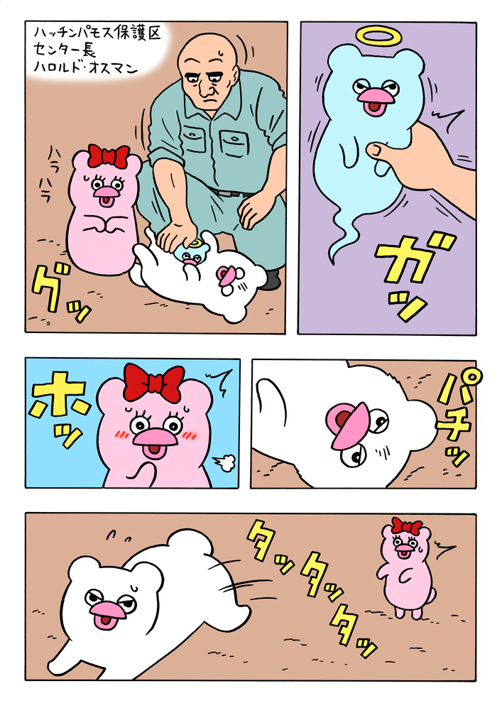 恋に落ちたハッチンパモス（メス）12 のコピー