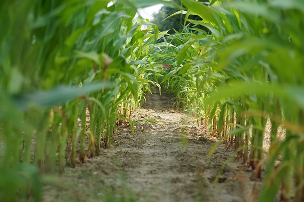 cornfield-1556721_960_720