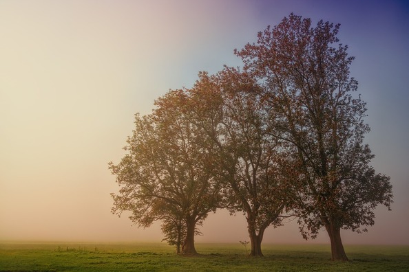 fog-3724729_960_720