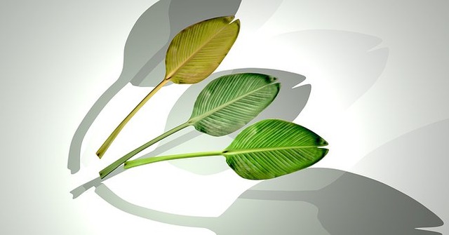 palmbatter-1628557__340