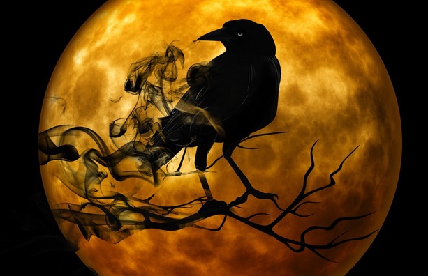 raven-988218_960_720