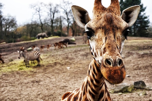 giraffe-1082168_960_720