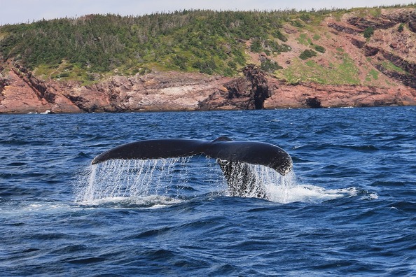 whale-2020975_960_720