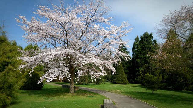 garden-724491_960_720