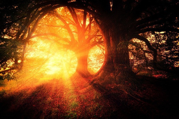 trees-2562083_960_720