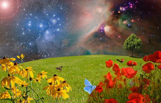 meadow-2401911__340