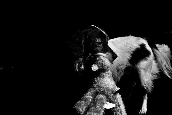 dog-1392829_960_720