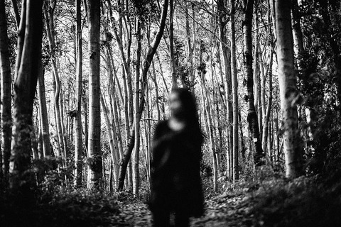 forest-1281259__480