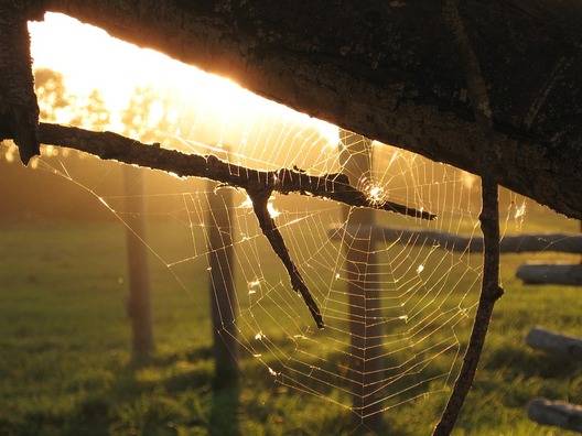 spiderweb-635916_960_720