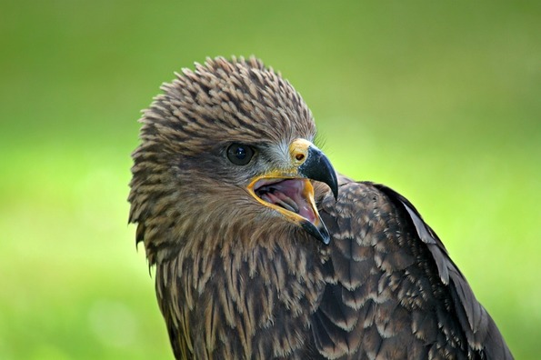 buzzard-2567276_960_720