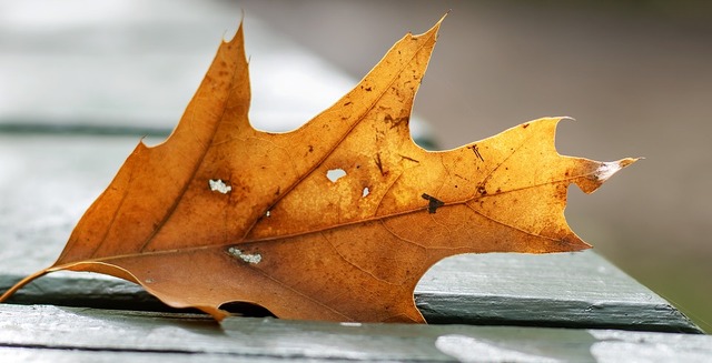 leaf-3714694_960_720