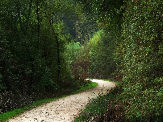 forest-path-1705359_960_720