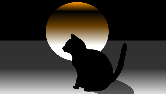 cat-3578723_960_720