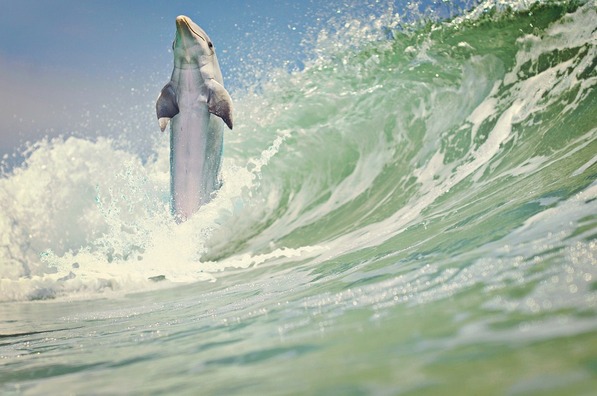 dolphin-1200924_960_720