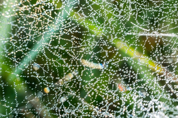 cobweb-2735831_960_720
