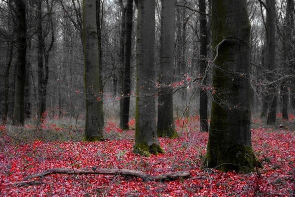 forest-982443_960_720