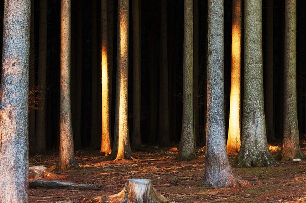 forest-3866010_960_720