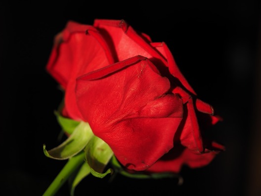 rose-2119616_960_720