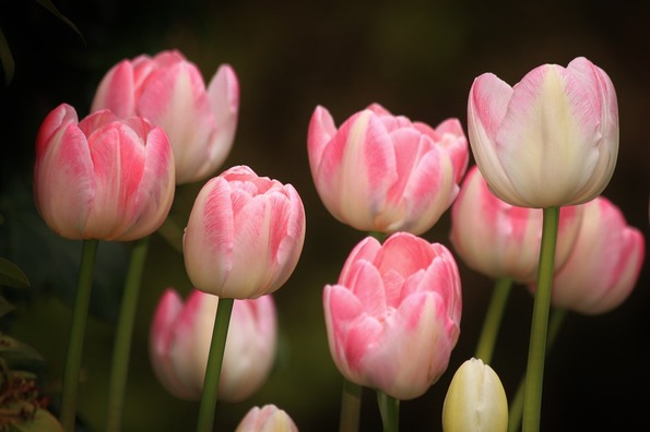 tulips-754181_960_720