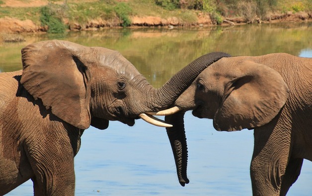 elephant-254791_960_720
