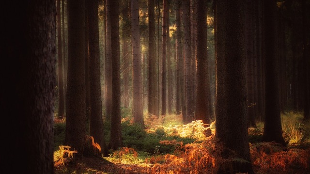 forest-1764068_960_720