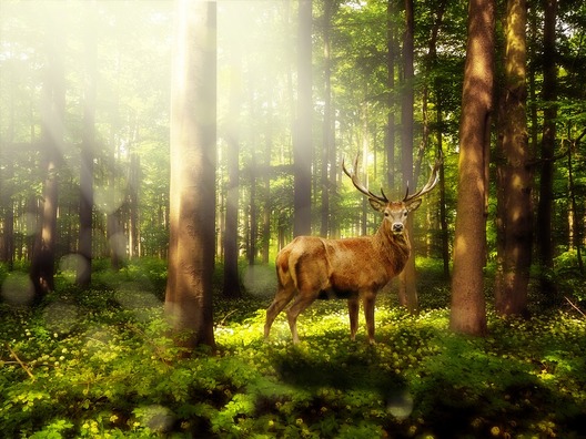 magic-forest-1785325_960_720