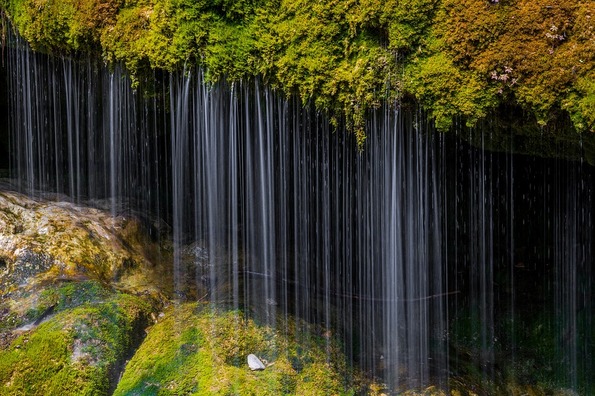 moss-2272789_960_720