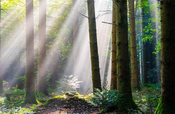 forest-3742863_960_720