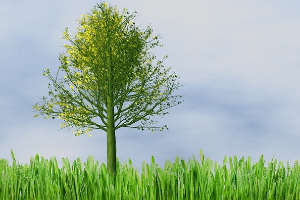 nature-4440273_960_720