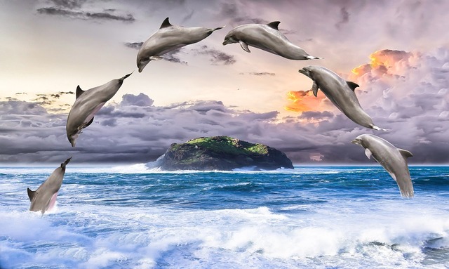 dolphin-1548405_960_720