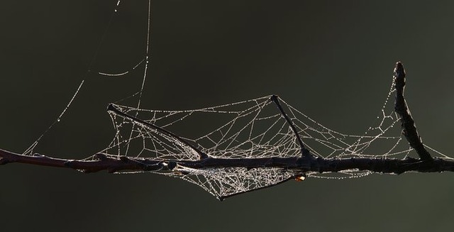 spider-web-3761753__340