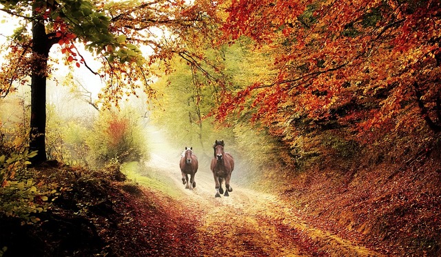 horse-4376259_960_720