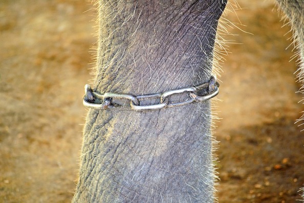 elephant-leg-264709_960_720