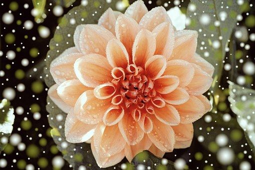 dahlia-572756__340