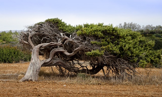 tree-3879327_960_720