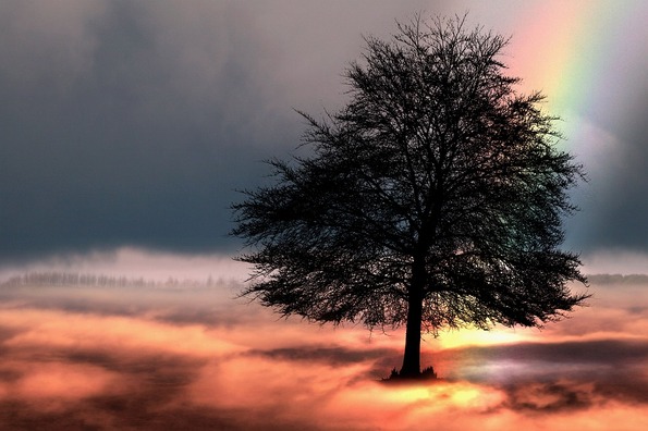 tree-2166193_960_720