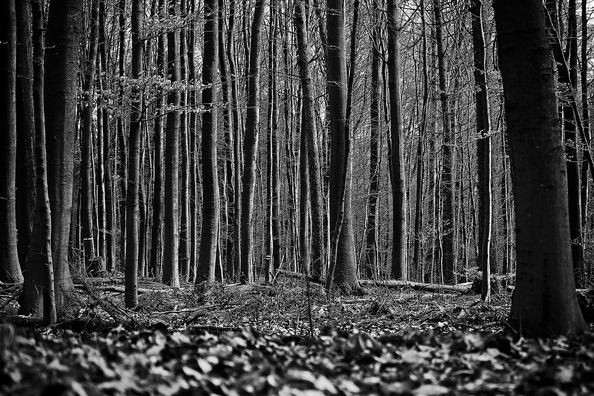 forest-2114772_960_720