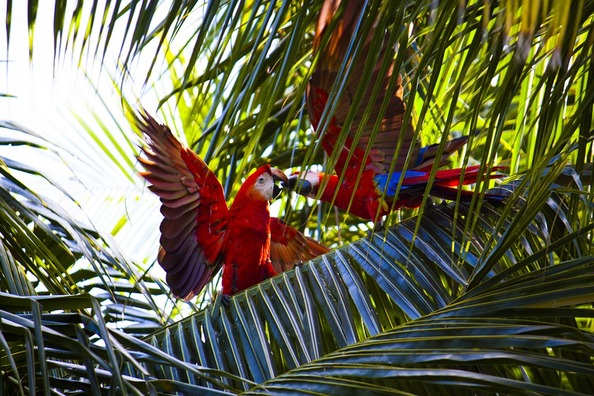 parrots-1149648_960_720
